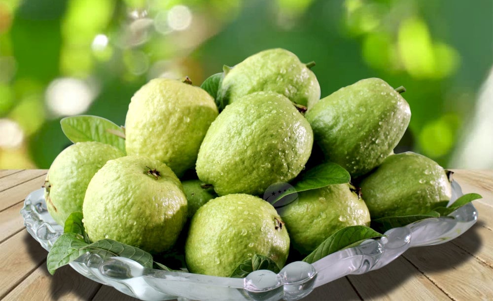 Ổi Bo Thái Bình